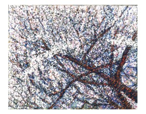 野村千春《見上げた桜》